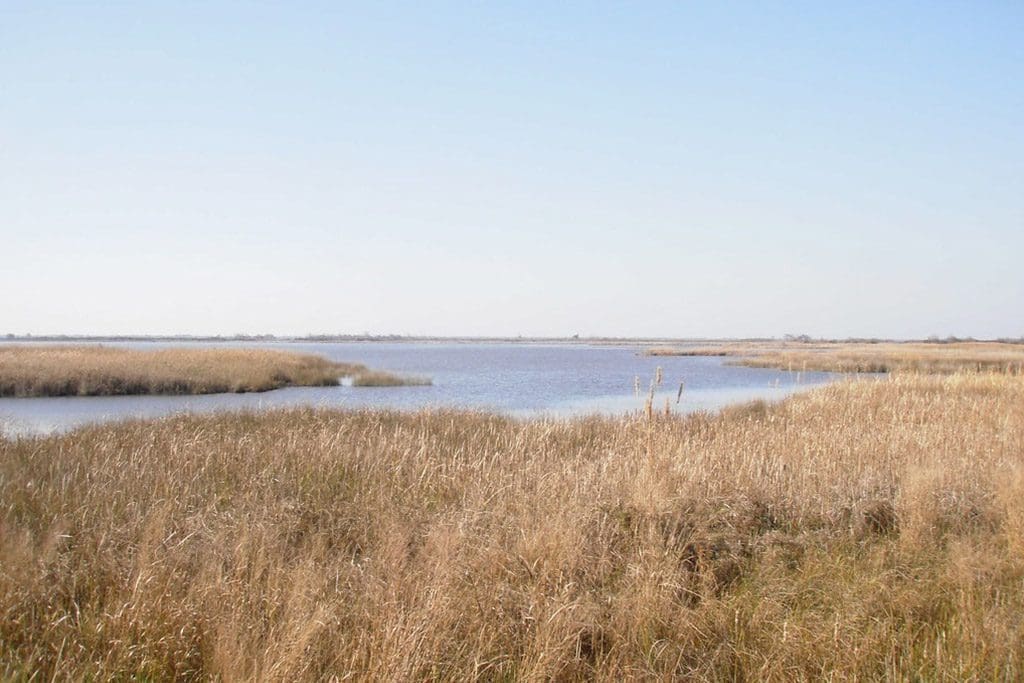 Back Bay National Wildlife Refuge marsh
