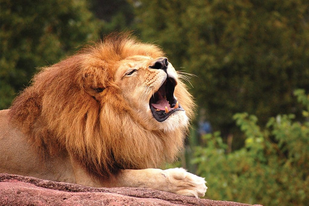 norfolk zoo, virginia zoo, local zoo, zoo near virginia beach