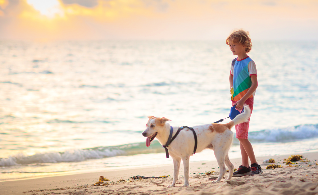 Boy walking dog on beach at sunset