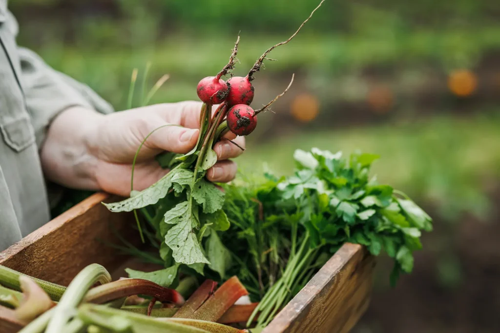 farmer farm to table radishes